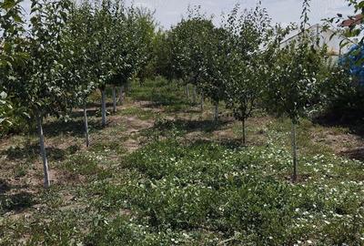 Casa de vanzare 1120mp,Glodeanu Sarat Buzau - 8