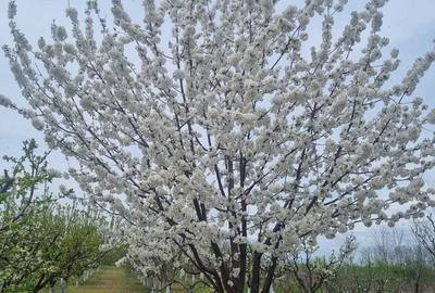 Teren de 2000 mp, în Dridu