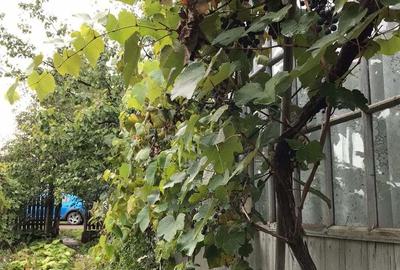 Casă cu 4 camere în Dorobanți - 3