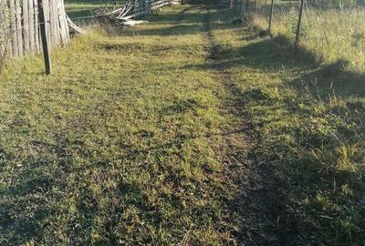 Teren de 3200 mp, în Sadova - 11