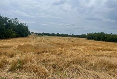 Teren Construcții intravilan de 5000 mp, în Jilava - 3