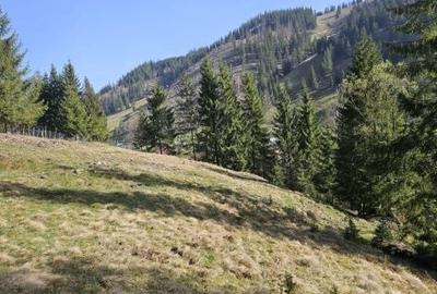 Spațiu comercial, în Pojorâta - 3