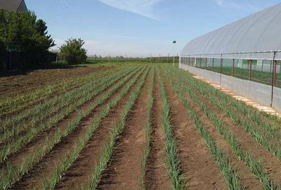 Casă cu 2 camere în Lilieci - 4