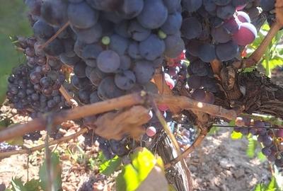 Galati, 1 ha vita de vie si casa 3 cam, pretabil amenajare turism viticol - 15