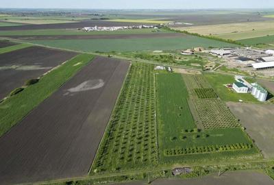 Livada de nuci ?i pruni 2.4ha in Varia?ul Mare - 7