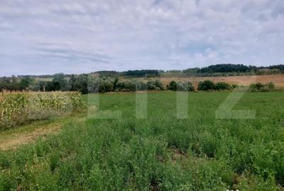 Teren de 27500 mp, în Răscruci - 5