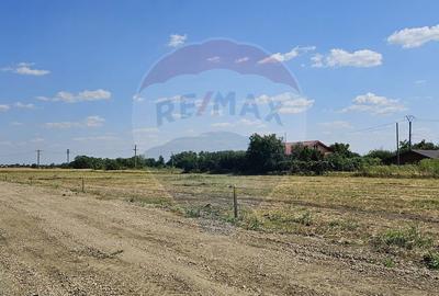 Teren de 490 mp, în Frumușani - 7