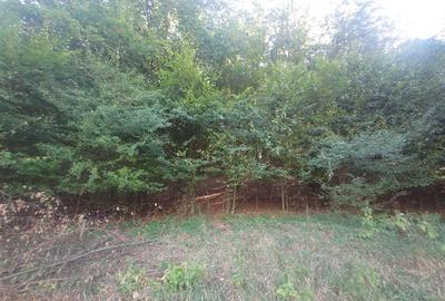 Teren intravilan de 56031 mp, în Crișcior - 7