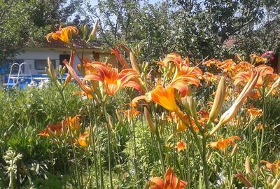 Casă cu 11 camere cu Teren 2200 Mp în Crișan - 6