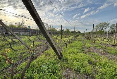 Casă cu 3 camere cu Canalizare în Rogova - 5