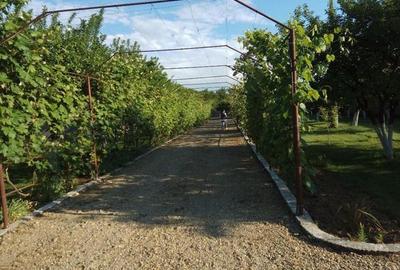 Ciopani vila 5 camere teren 4000 mp - 8