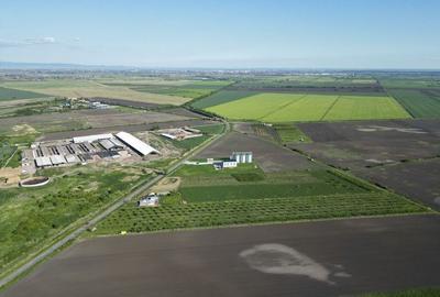 Livada de nuci ?i pruni 2.4ha in Varia?ul Mare Livada de nuci ?i pruni 2.4ha in Varia?ul Mare - 4