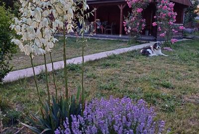 Casă cu 4 camere în Valea Lupului - 7