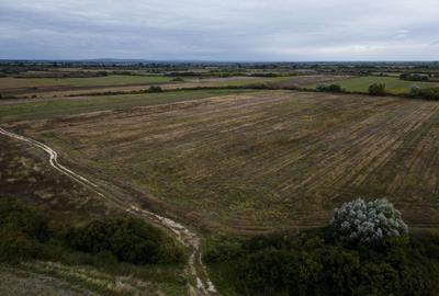 Teren agricol de 34.500mp in Albina, Jude?ul Timi? Teren agricol de 34.500mp in Albina, Jude?ul Timi? - 2