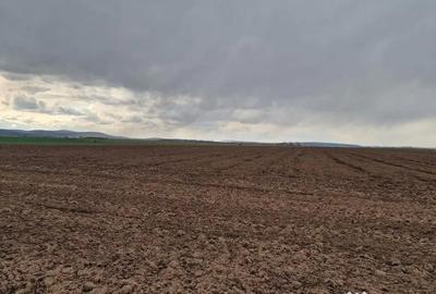 Teren de 10000 mp, în Vest - 11