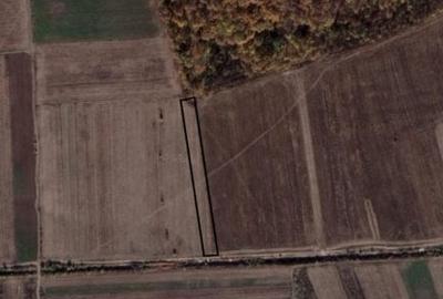 Vanzare teren Sabareni, 5.000 mp, langa Padurea de Tei - 3