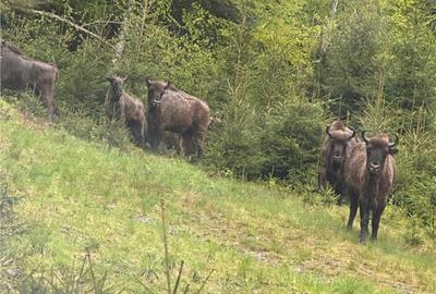 SUPER OPORTUNITATE, DE VANZARE O PROPRIETATE SPECIALA, MUNTE - 7