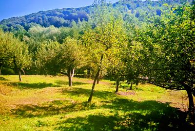 CASA si 2393 mp TEREN INTRAVILAN, Muntii Apuseni, NEGRENI - CLUJ la 1 km de E60 - 25