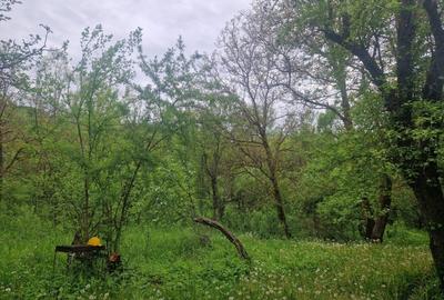 Casă cu 4 camere cu Teren 6000 Mp în Bezdead - 21