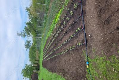 Vand casa cu teren la 65 km de Bucuresti,s-au schimb cu ap 3 camere Bucuresti - 9