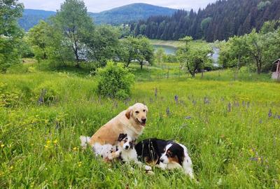 Casă cu 3 camere în Bradu - 5
