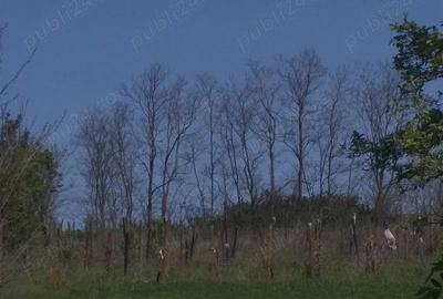 Casă cu 3 camere cu Teren 3050 Mp în Podu Iloaiei - 3