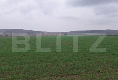 Teren extravila CUGIR 10.000 mp - 1