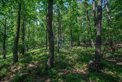 Padure de vanzare oportunitate de investi?ie - 2