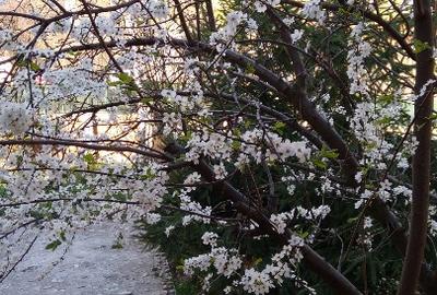 Duplex cu 5 camere cu Teren 600 Mp în Voineasa - 6