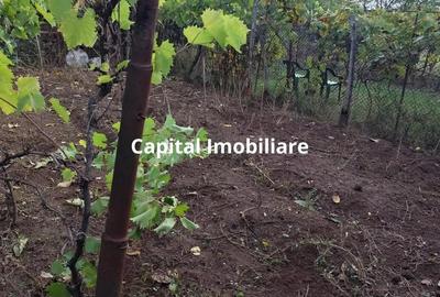 Casa Baicoi 120mp. Valea Stelii - 10