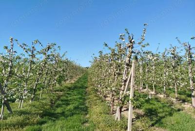Casa si Livada de 4.5 ha Casa si Livada de 4.5 ha - 7