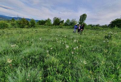 Teren de 8700 mp, în Calea Caransebeșului - 8