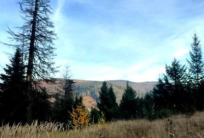 Vanzare 5,3 ha pasune deasupra Voronetului Suceava - Proiect Turistic - 24