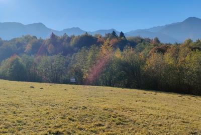 Teren intravilan de 6800 mp, în Tohănița - 7