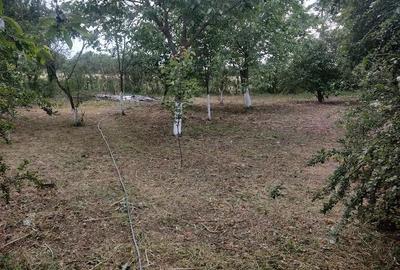 Casă cu Teren 1200 Mp în Mârșa - 4