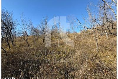 Teren de 3250 mp, în Cozieni - 6