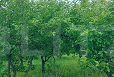 Casă cu 6 camere cu Teren 2800 Mp în Abator - 3