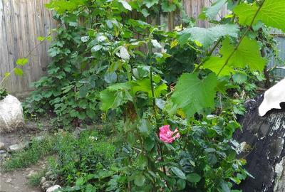 Casă cu 4 camere cu Teren 1339 Mp în Bârlad - 5