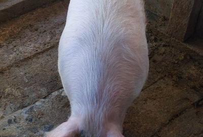 Apartament în Izvoru Ampoiului - 3