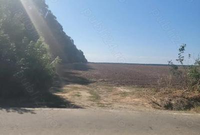 Teren de 250000 mp, în Comana - 3