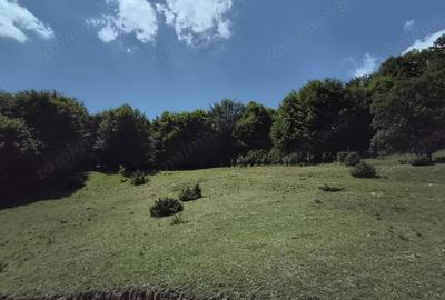 Teren - padure Teliu - Bradet - 6