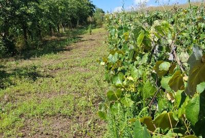 Casa, teren ?i anexe. In Boto?ani, Un?eni, Burle?ti - 18