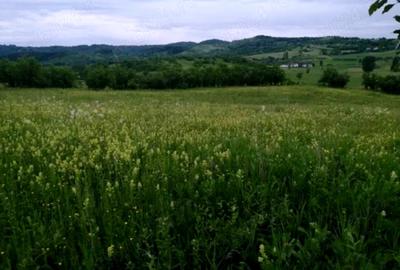 Teren extravilan de 4800 mp, în Posești - 3