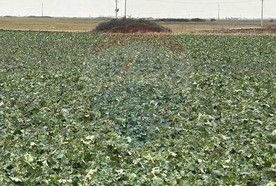 Teren de 80500 mp, în Ciumeghiu - 10