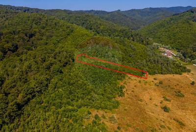 Teren extravilan de 6000 mp, în Crizbav - 4