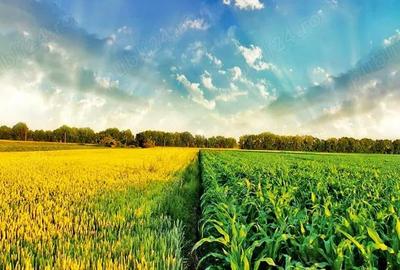 Judetul Dambovita, teren agricol - 1