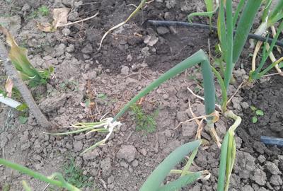 Teren (curte ingradita)de inchiriat 1200mp Cristian - 2