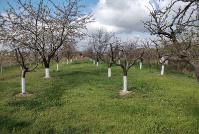 Casă cu 4 camere în Periș - 6