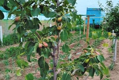 Teren +casa de vacanta Teren +casa de vacanta - 2