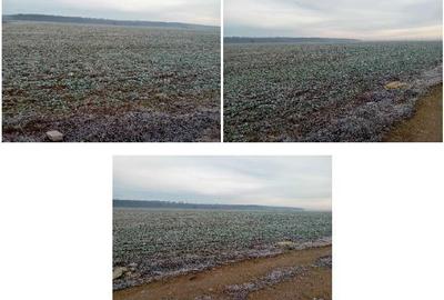 Teren de 1831 mp, în Snagov - 3